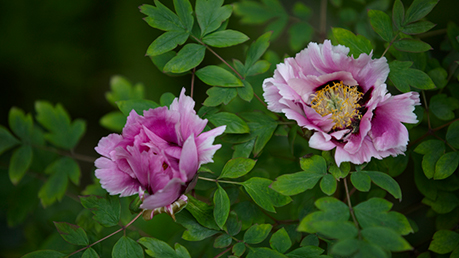 Chelsea-Physic-Garden-Add-1.jpg (1)