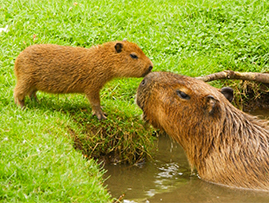 Shepreth-Wildlife-Park-Featured.jpg (1)