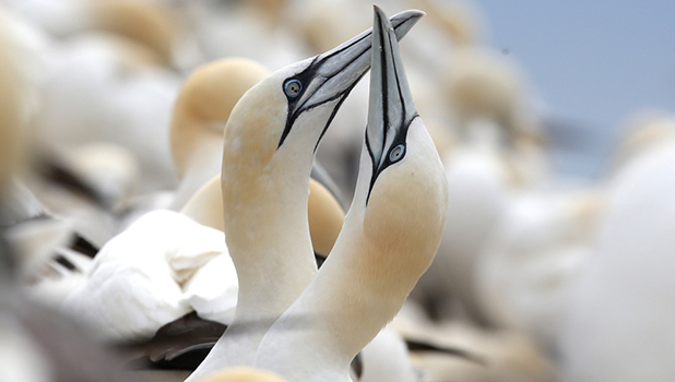 Scottish Seabird Detail
