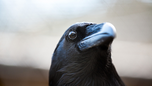 Tower Of London Add 1