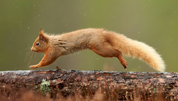 Brodick Castle ADD 4