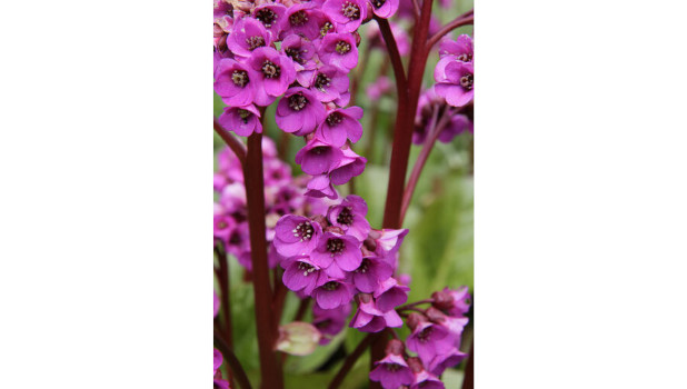 Greenbank Garden ADD 1