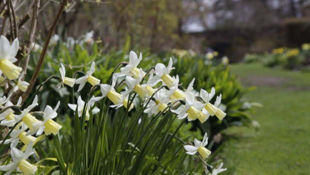 Greenbank Garden Detail