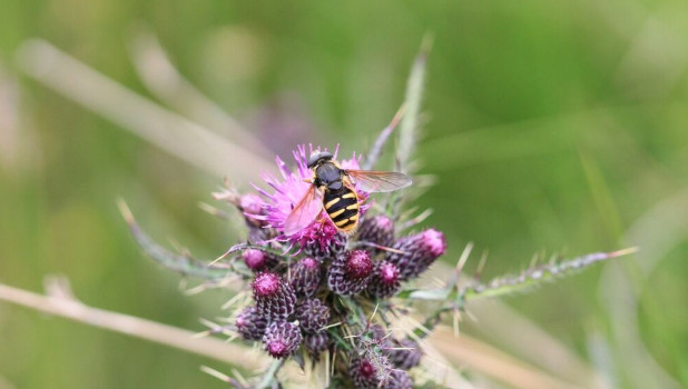 Wasp like insect on top of a pink flower