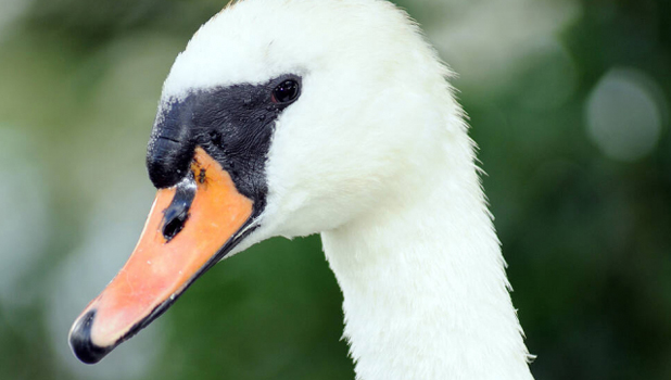 Geilston Garden ADD 5