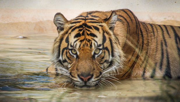 Howletts Wild Animal Park Image 4