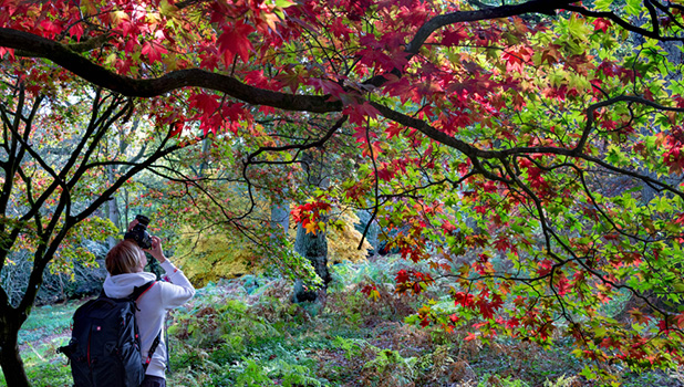 Winkworth Arboretum Detail