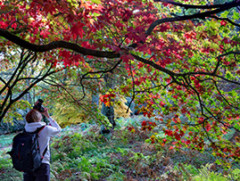Winkworth Arboretum Featured