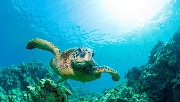 SEA LIFE Brighton ADD 1