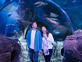 SEA LIFE Loch Lomond Featured