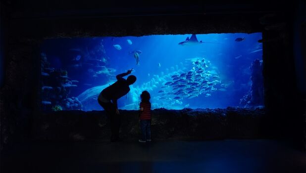 SEA LIFE London Aquarium ADD 4