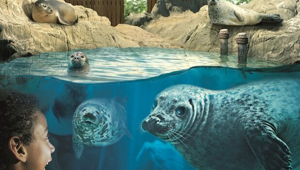 SEA LIFE Scarborough Detail (1)