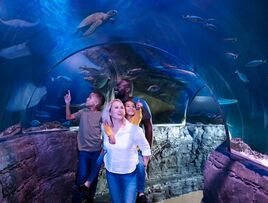 The National SEA LIFE Centre Birmingham Featured