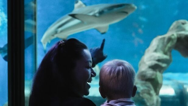 SEA LIFE Blackpool ADD 1 (1)