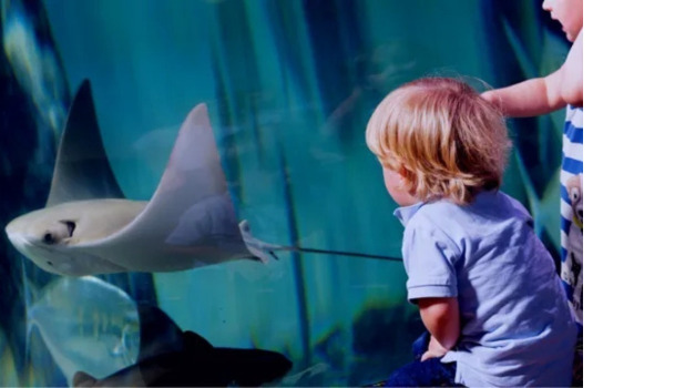 SEA LIFE Manchester ADD 1 (1)