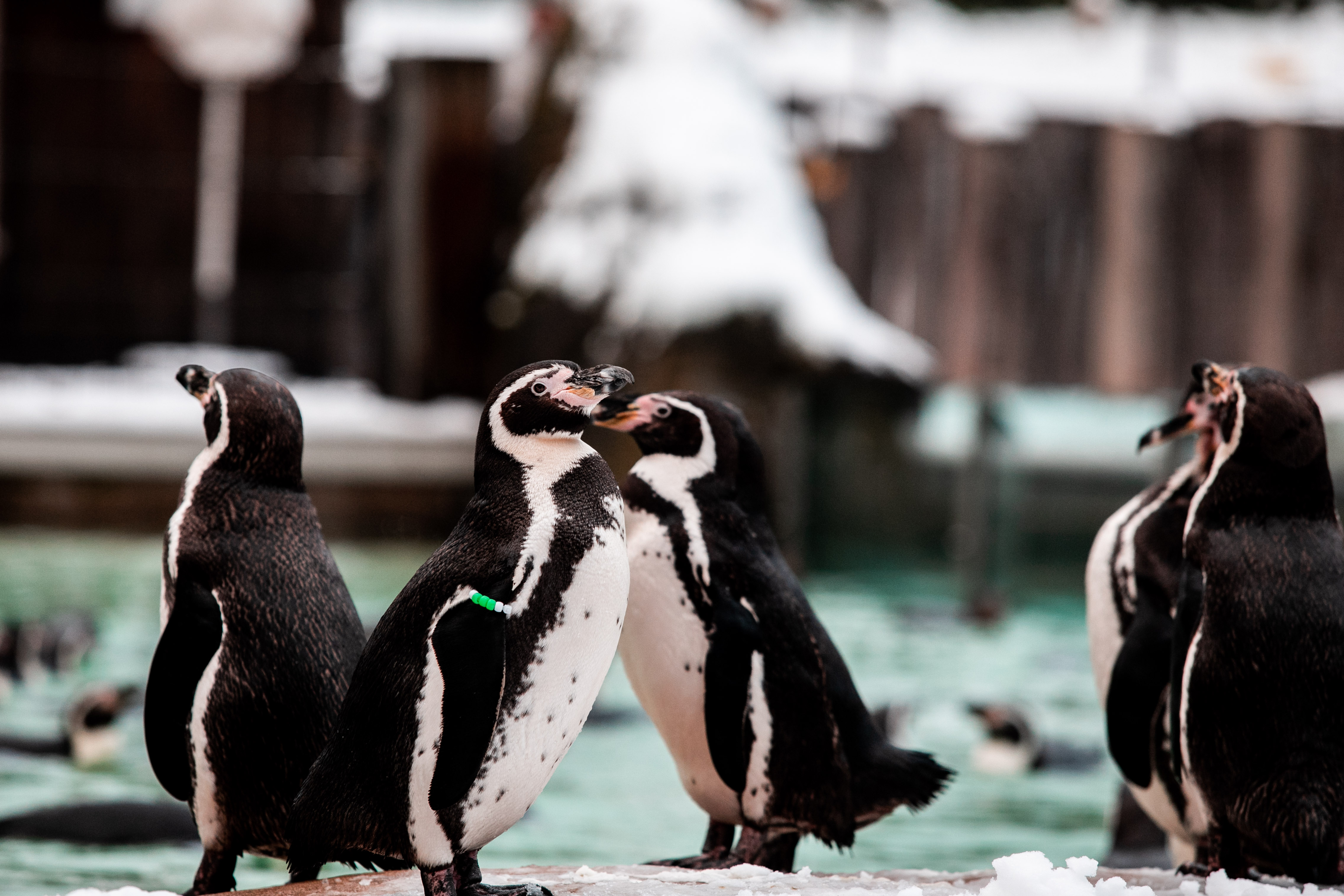 LONDON ZOO CHRISTMAS 0358